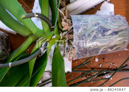 咲き終わった胡蝶蘭の鉢植えの中から株を取り出したところ 咲き終わった胡蝶蘭の鉢植えの中から株を取り出したところ 86245647