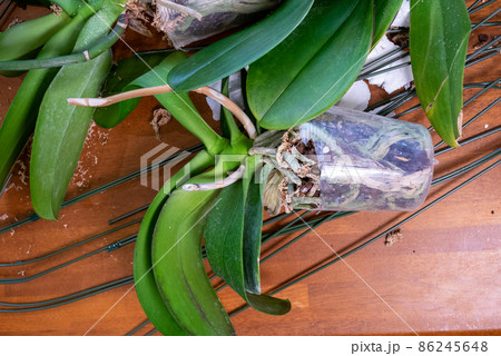 咲き終わった胡蝶蘭の鉢植えの中から株を取り出したところ 咲き終わった胡蝶蘭の鉢植えの中から株を取り出したところ 86245648