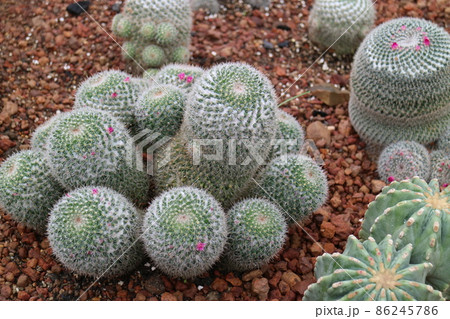 植物 工場 プランツ 86245786