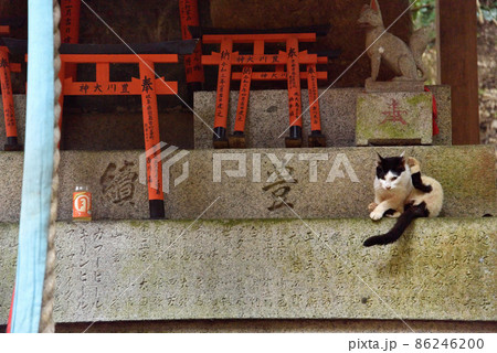 神社をうろついている猫2 神社をうろついている猫2 86246200