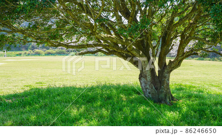 志賀島公園の大きな木 志賀島公園の大きな木 86246650