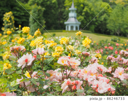 河津バガテル公園のバラ（静岡県） 86246733