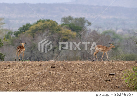 Dik dik african antelope gazelle in kruger park 86246957