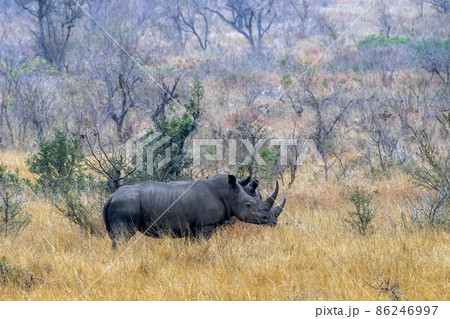 two rhinos in kruger park south africa landscape two rhinos in kruger park south africa landscape 86246997