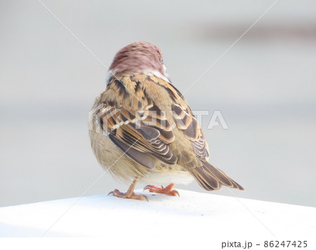 すずめの背中 86247425