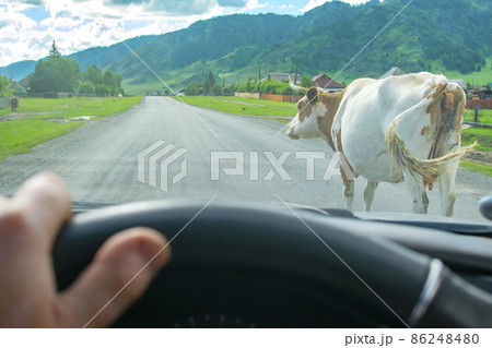 a view from the car of a horned cow walking on an asphalt road 86248480