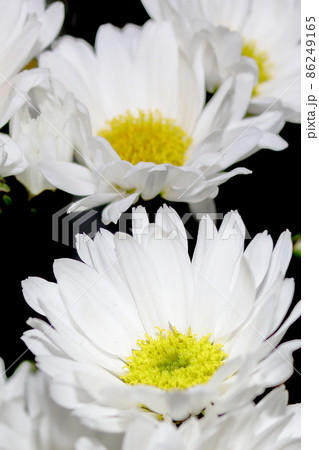 白い菊の花 白い菊の花 86249165