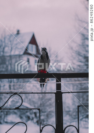 Great spotted woodpecker (Dendrocopos major) sitting on a forged fence in winter. House and trees in the background Great spotted woodpecker (Dendrocopos major) sitting on a forged fence in winter. House and trees in the background 86249260