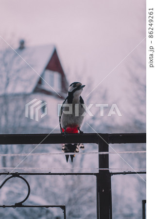 Great spotted woodpecker (Dendrocopos major) sitting on a forged fence in winter. House and trees in the background Great spotted woodpecker (Dendrocopos major) sitting on a forged fence in winter. House and trees in the background 86249261