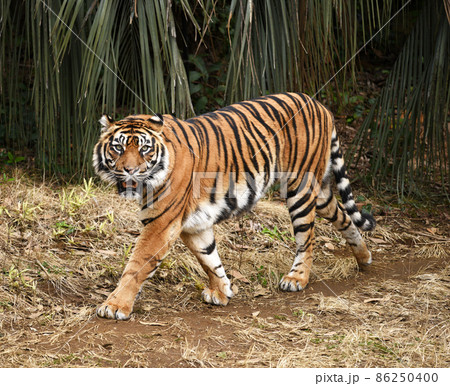 スマトラトラ 86250400