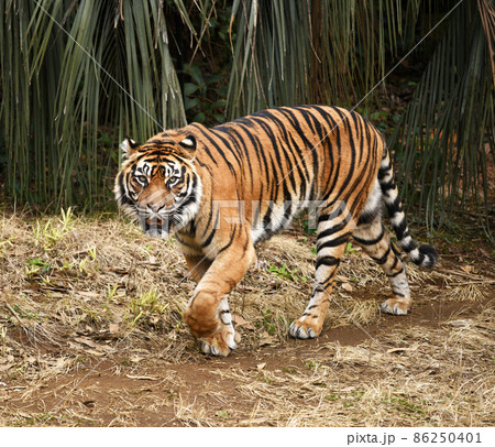 スマトラトラ 86250401