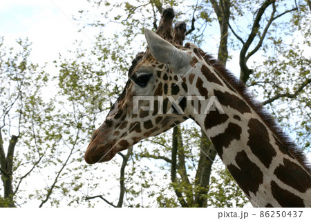 Giraffe (Giraffa camelopardalis) Giraffe (Giraffa camelopardalis) 86250437