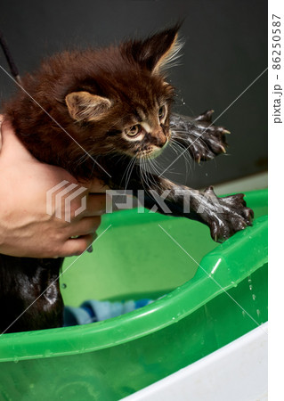 Small kitten is washed in green basin. Hands holds a gentle wet kitten. 86250587