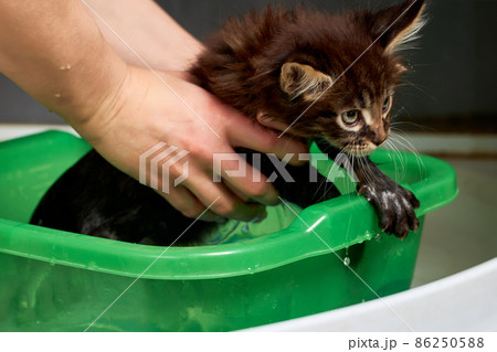 Small kitten is washed in basin. Hands holds a gentle kitten. Small kitten is washed in basin. Hands holds a gentle kitten. 86250588