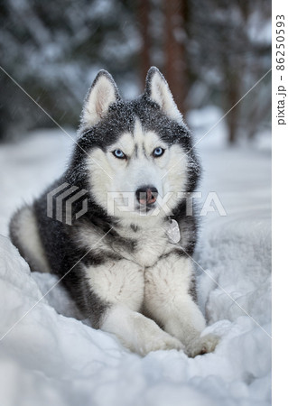 Beautiful portrait Siberian Husky dog in winter forest Beautiful portrait Siberian Husky dog in winter forest 86250593