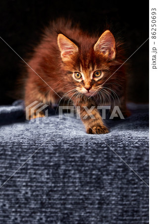 Beautiful portrait of maine coon kitten. Dark background. Beautiful portrait of maine coon kitten. Dark background. 86250693