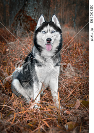 Portrait smiling Siberian Husky Dog with Blue Eyes in Autumn Forest in Dry Yellow Grass 86250880