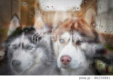 The reflection in glass of two husky dogs in wet window, cloudy rainy day in the city. The reflection in glass of two husky dogs in wet window, cloudy rainy day in the city. 86250881