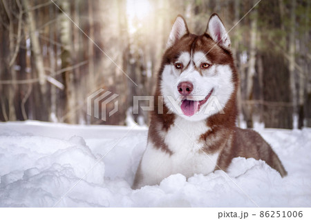 Beautiful Siberian husky dog on sunny day in the snow. Winter portrait husky in the sunny rays Beautiful Siberian husky dog on sunny day in the snow. Winter portrait husky in the sunny rays 86251006