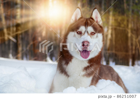Beautiful Siberian husky dog on sunny day in the snow. Winter portrait husky in the sunny rays. 86251007
