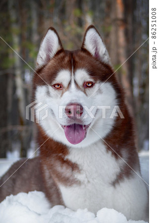 Portrait smiling red Siberian husky dog in winter forest on the snow. Close-up. Portrait smiling red Siberian husky dog in winter forest on the snow. Close-up. 86251008