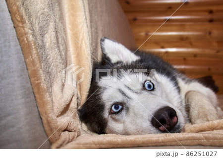 Crazy face dog playing in blanket on the couch. Husky dog is twisting his bulging eyes Crazy face dog playing in blanket on the couch. Husky dog is twisting his bulging eyes 86251027