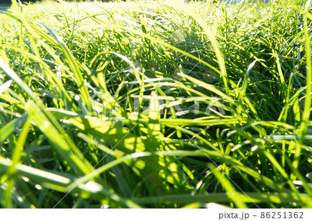The texture of the green lawn in the park. Fresh turf for football. View from above.Flat la The texture of the green lawn in the park. Fresh turf for football. View from above.Flat la 86251362