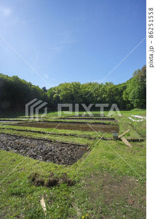 新緑の狭山丘陵の青空の八幡湿地 86251558