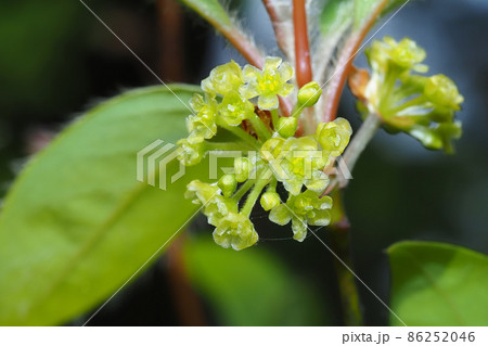 クロモジの花 クロモジの花 86252046