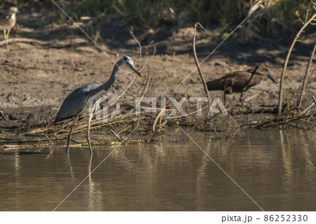 Grey Heron. fishing, South Africa 86252330