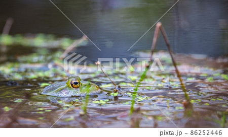 A swamp frog swims in the water. Only his big eyes are visible. Belarus A swamp frog swims in the water. Only his big eyes are visible. Belarus 86252446