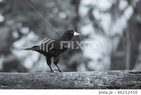 Yellow rumped cacique, Cacicus cela, Pantanal Brazil Yellow rumped cacique, Cacicus cela, Pantanal Brazil 86252450