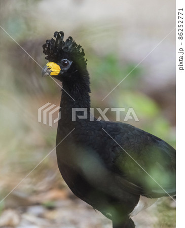 Bare faced Curassow, in a jungle environment, Pantanal Brazil 86252771