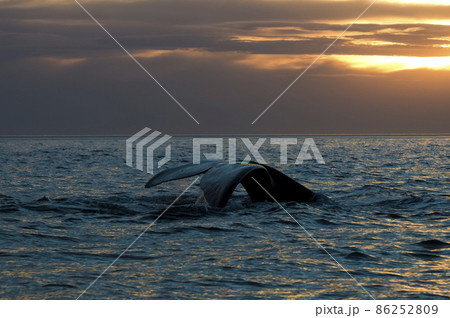 Whale tail in Peninsula Valdes,, Patagonia, Argentina 86252809