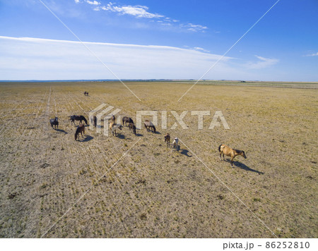 Troop of horses, on the plain, in La Pampa, Argentina 86252810