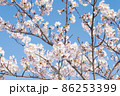 桜の枝 86253399