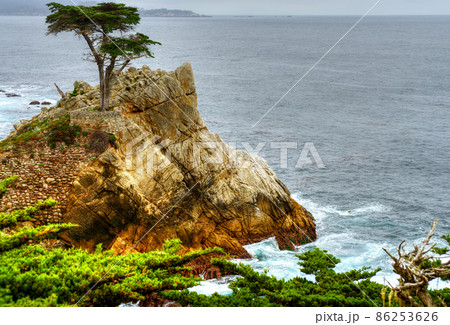 Lone Cypress Tree Lone Cypress Tree 86253626