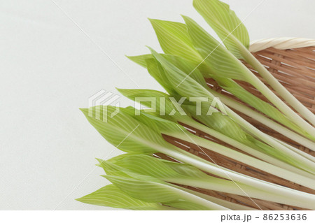 春の山菜　うるい 86253636