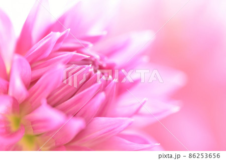 ダリアの花のぼかし ピンク 母の日や美容関連 祝いごとなどの華やかな背景イメージの写真素材