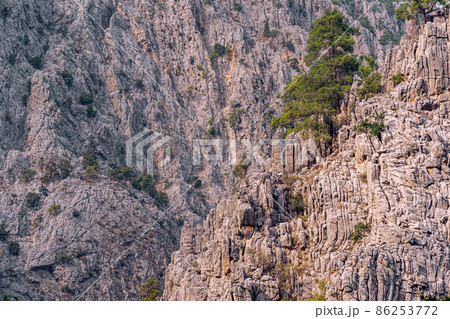 mountain landscape - pine trees among rocky cliffs 86253772