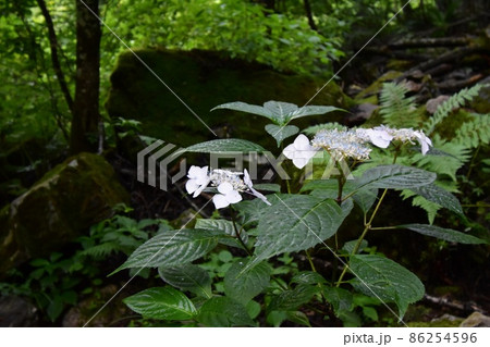 早朝の一ノ沢登山口　常念岳に続く登山道に咲くヤマアジサイの花 86254596
