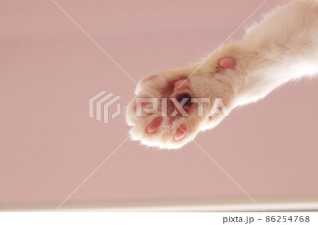 猫の肉球 猫の肉球 86254768