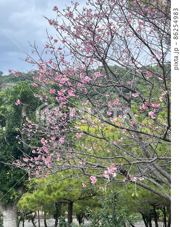沖縄 那覇首里末吉公園で咲いた緋寒桜 86254983