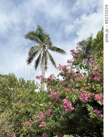 沖縄 那覇末吉公園に咲いた羊蹄木 86255039