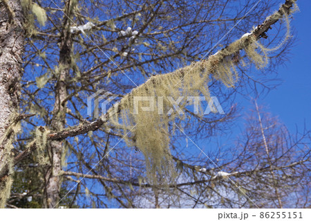 サルオガセ 86255151