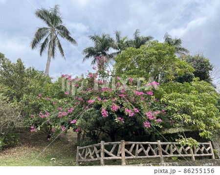 沖縄 那覇末吉公園に咲いた羊蹄木の花 86255156