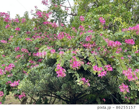 沖縄 那覇末吉公園に咲いた羊蹄木の花 86255157