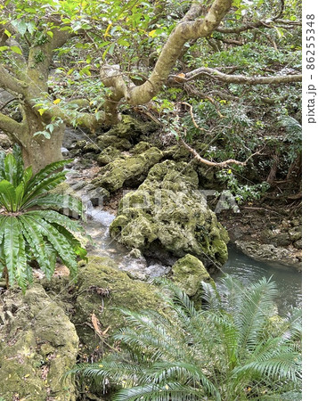沖縄 那覇末吉公園の風景 86255348