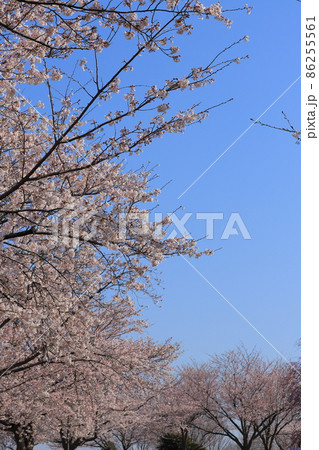さくらの山の桜 86255561