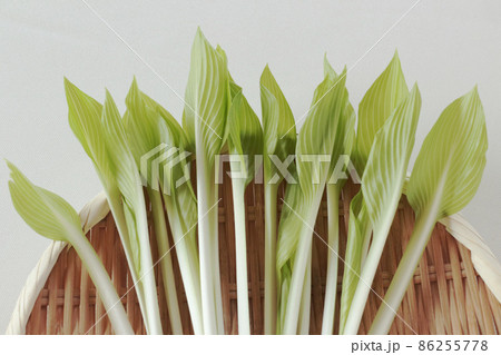 春の山菜　うるい 86255778